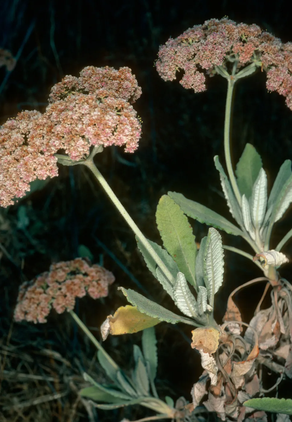 Eriogonum giganteum ssp. formosum, Nots Pier, S. Clemente Isl.