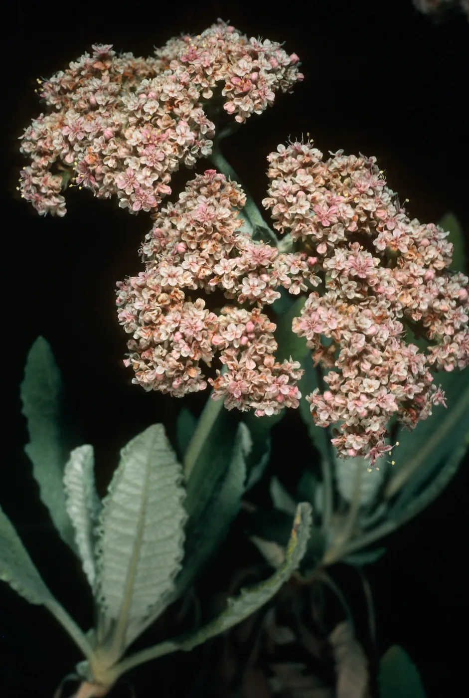 Eriogonum giganteum ssp. formosum, Nots Pier, S. Clemente Isl.
