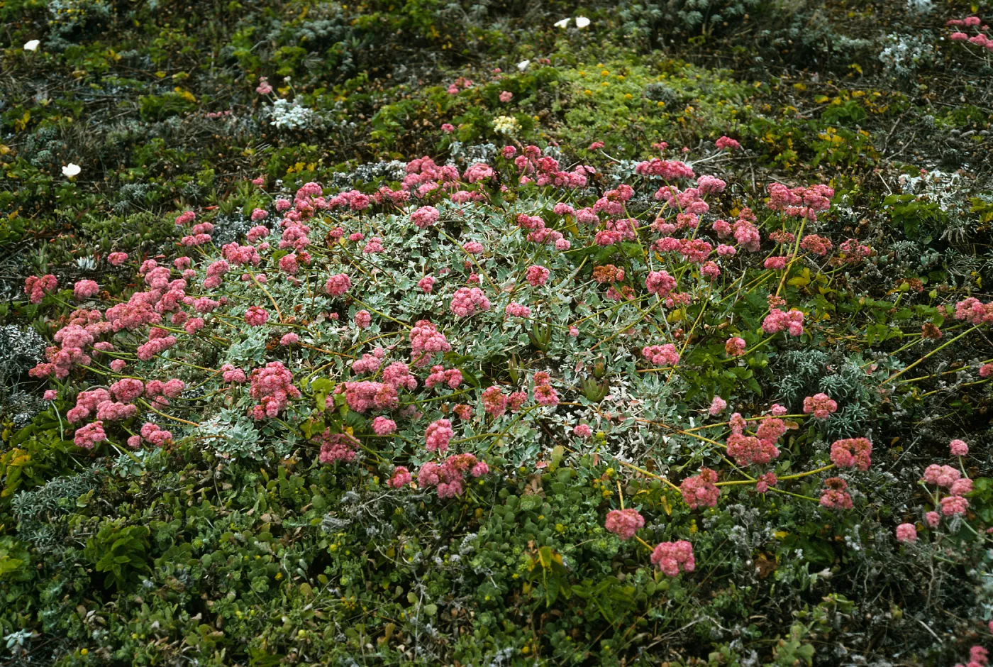 Eriogonum grande rubescens, Harris Point, San Miguel Isl.