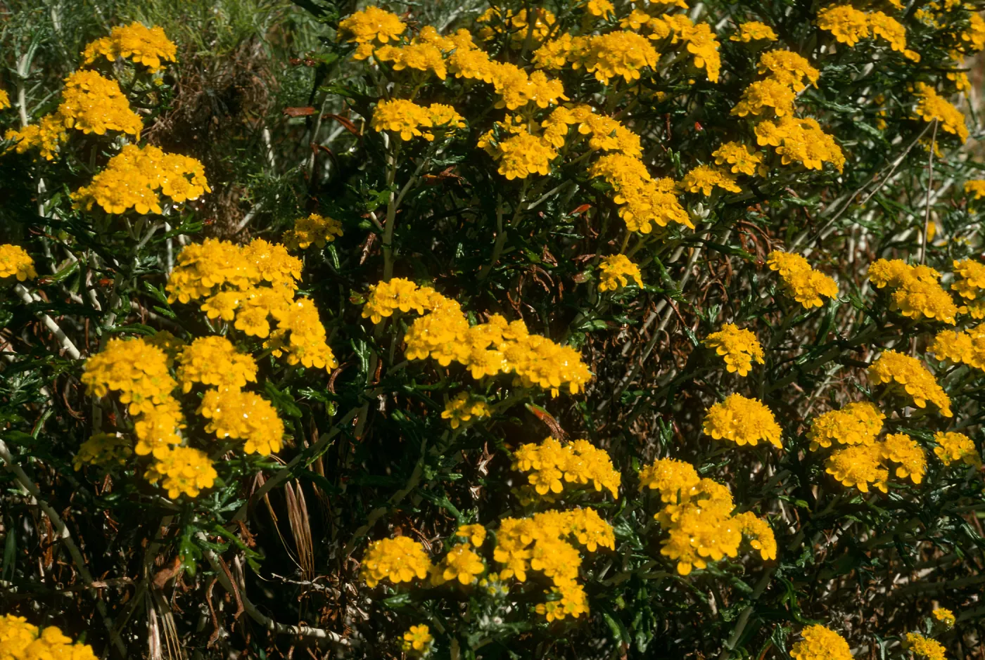 Eriophyllum conferiflorum, Lower Windmill Cyn, S. Rosa Isl.