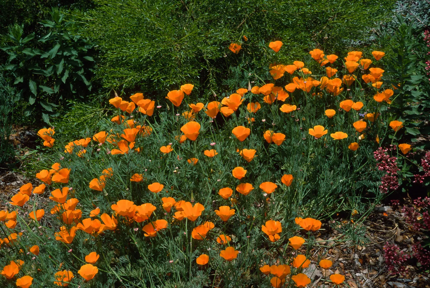 Eschscholzia californica, SBBG