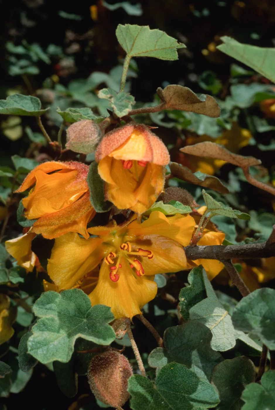 Fremontodendron californicum, SBBG Campbell Trail