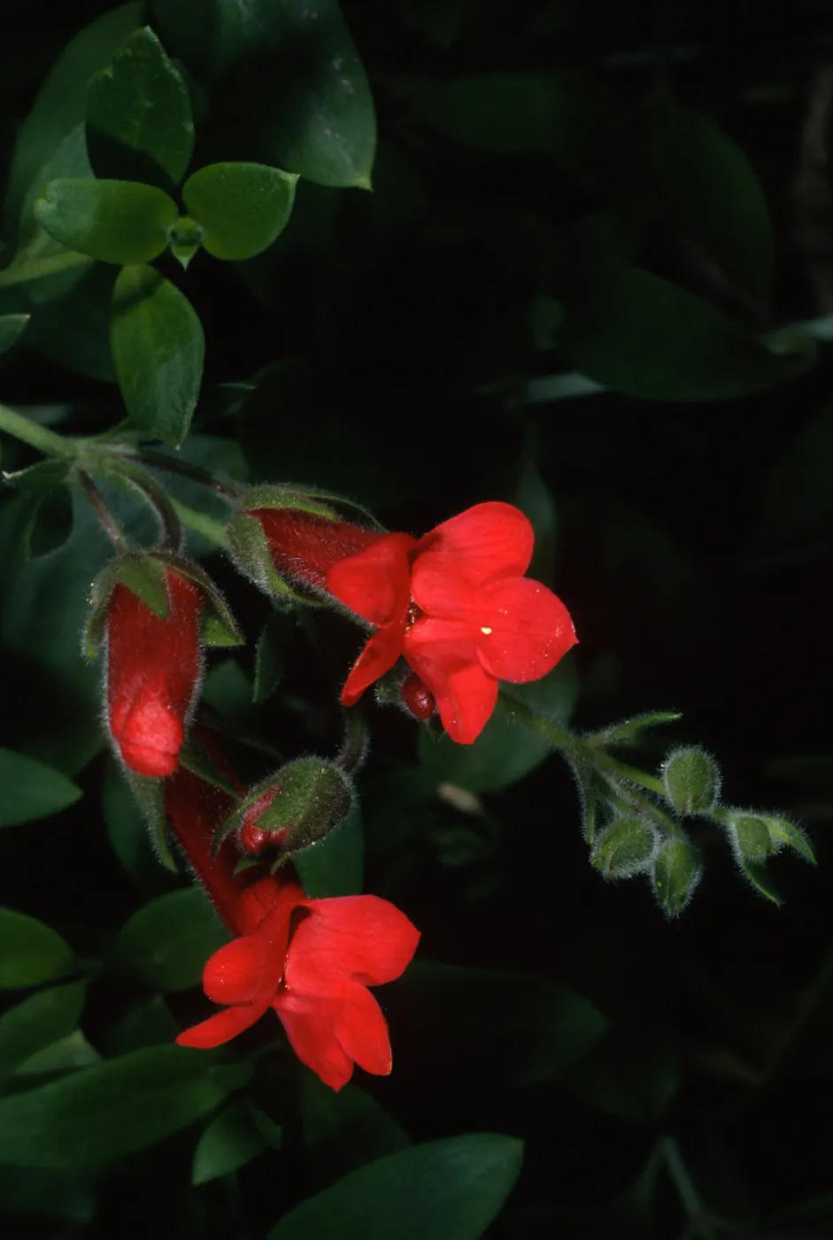 Gambelia speciosa, SBBG front entrance