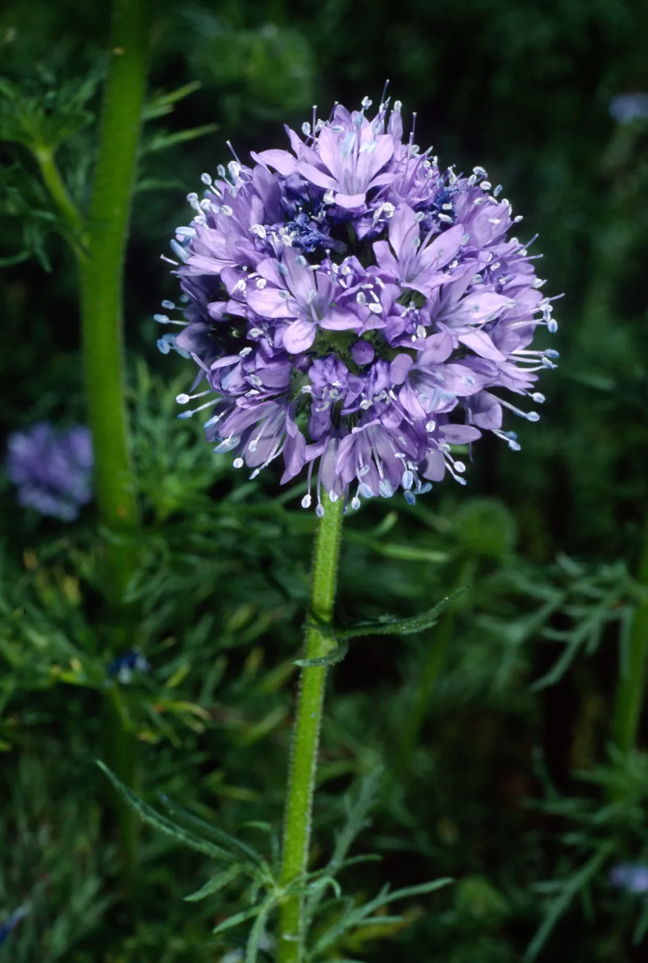 Gilia capitata, SBBG
