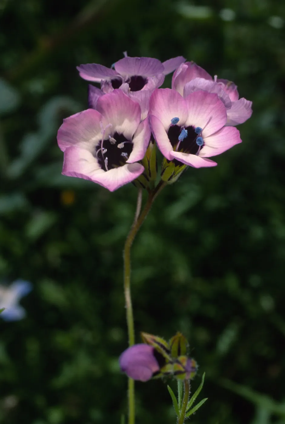 Gilia tricolor, SBBG