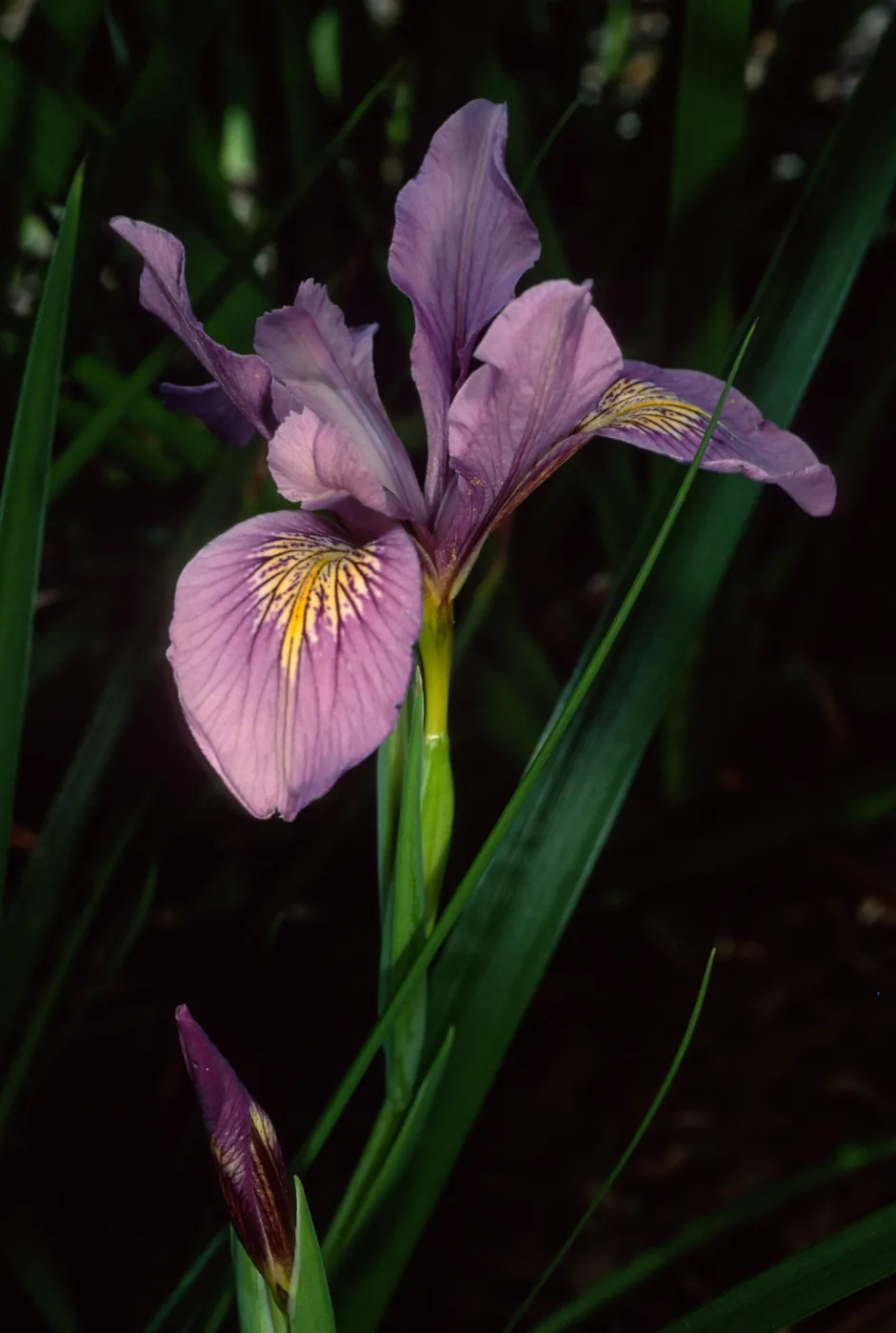 Iris douglasiana, SBBG