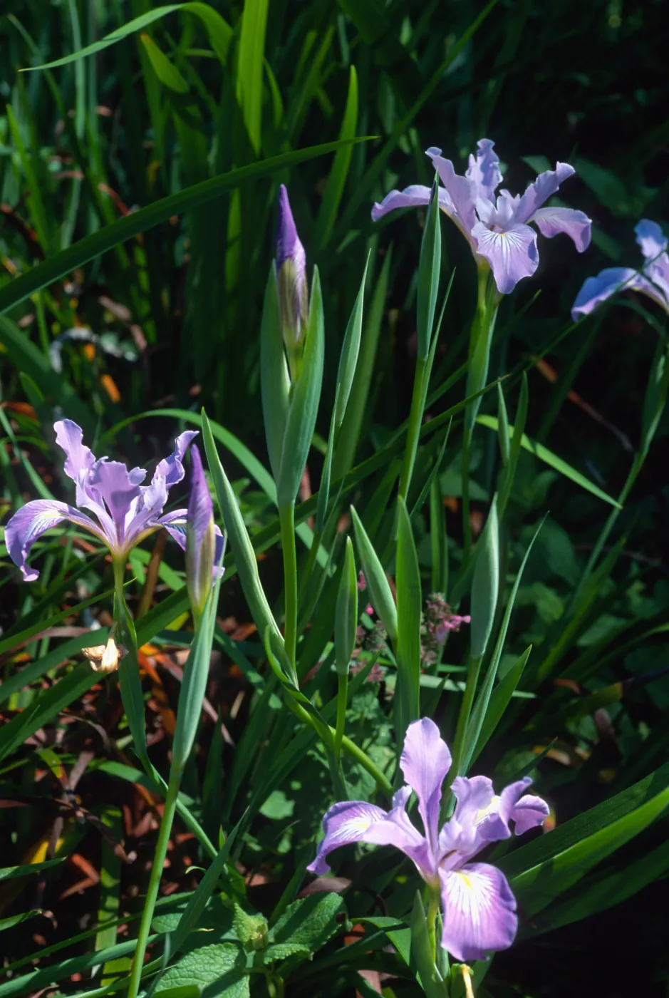 Iris douglasiana, SBBG