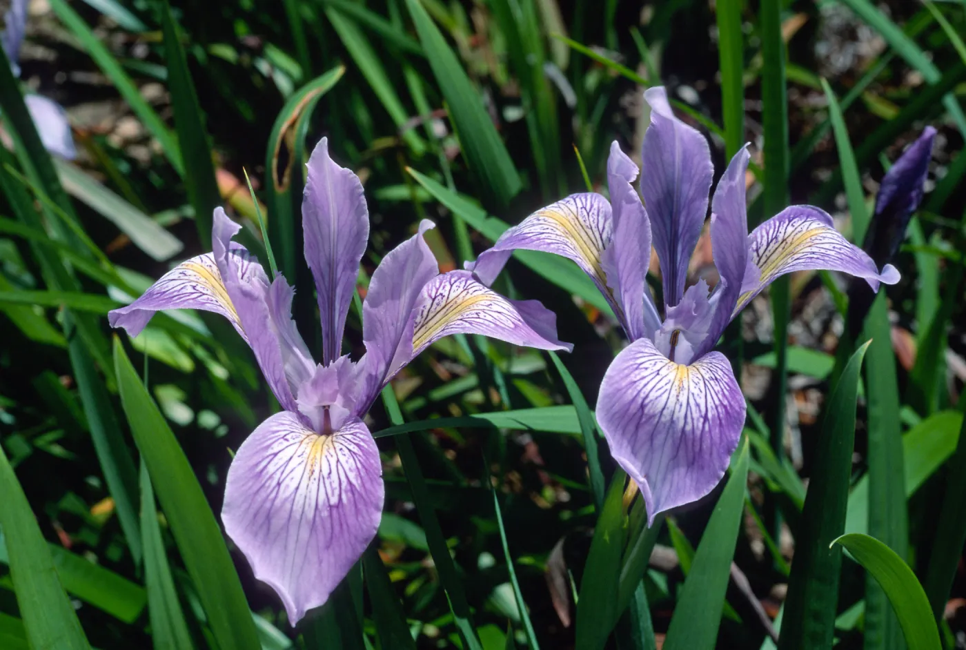 Iris douglasiana, SBBG
