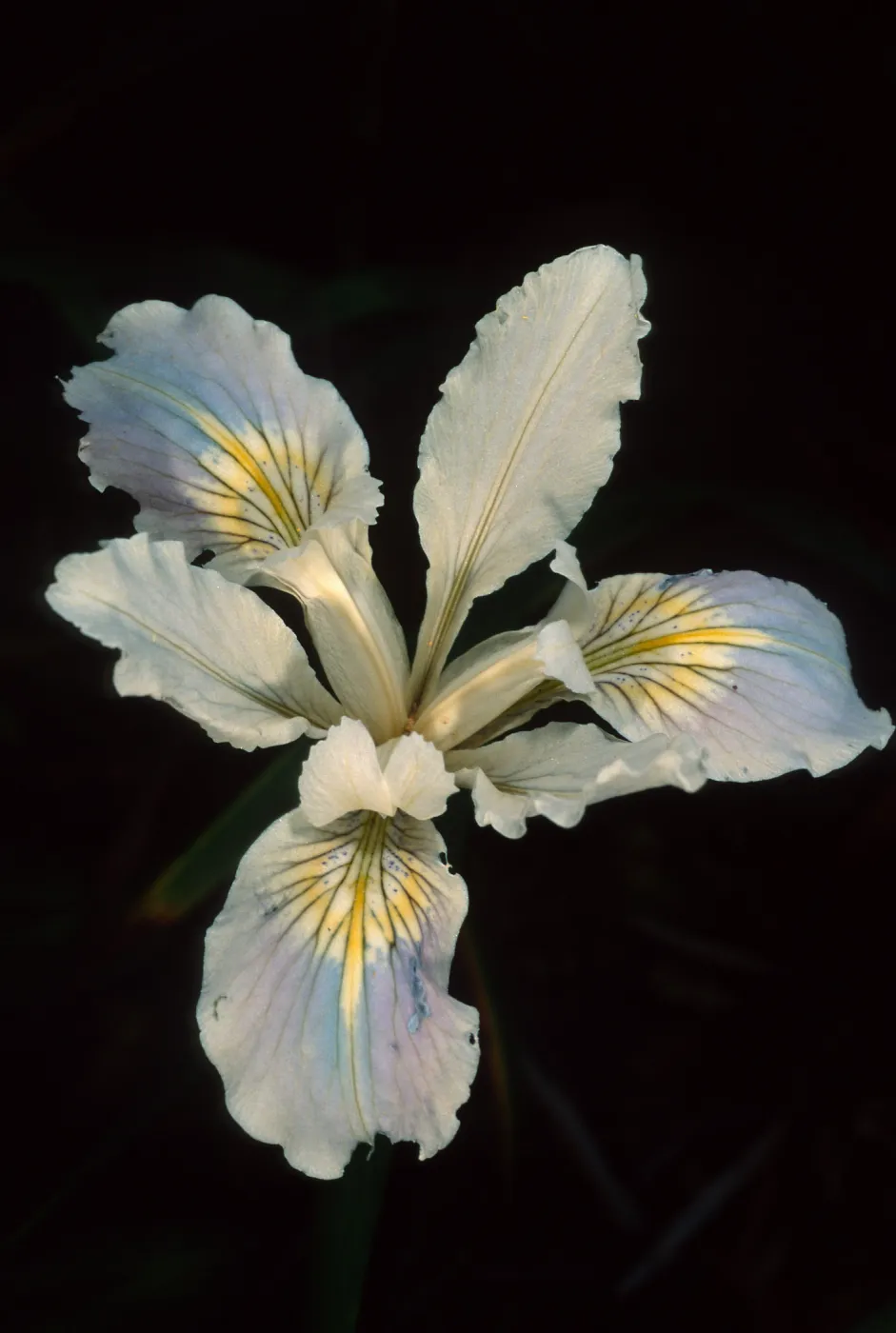 Iris douglasiana hybrod. SBBG