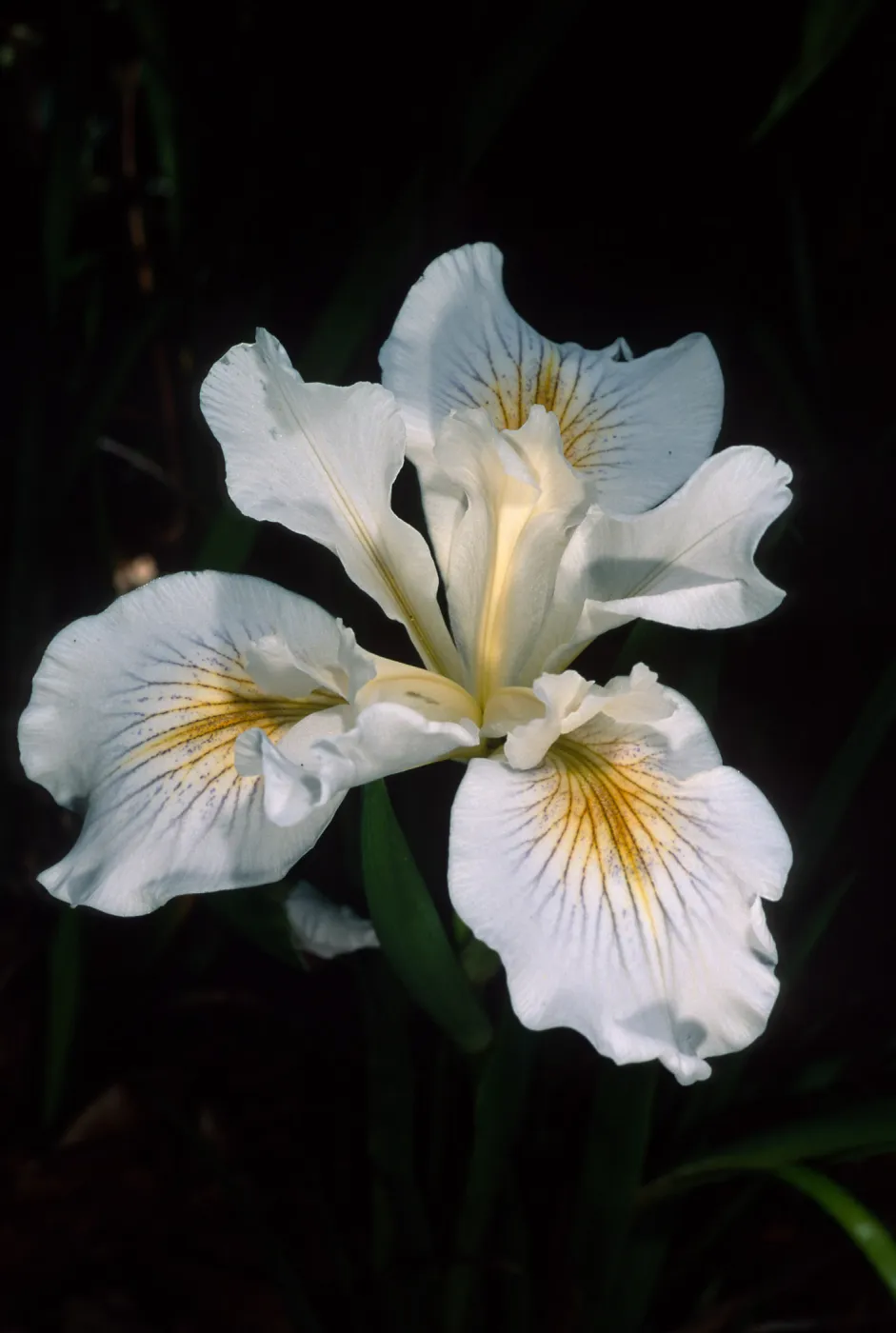Iris douglasisana 'Canyon Snow', SBBG