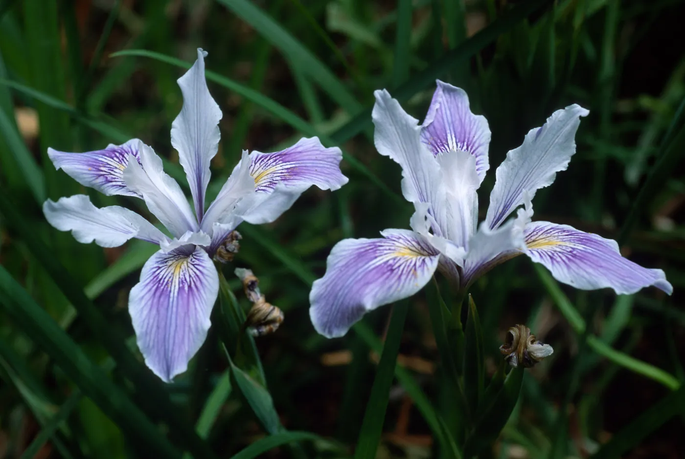 Iris douglasiana SBBG