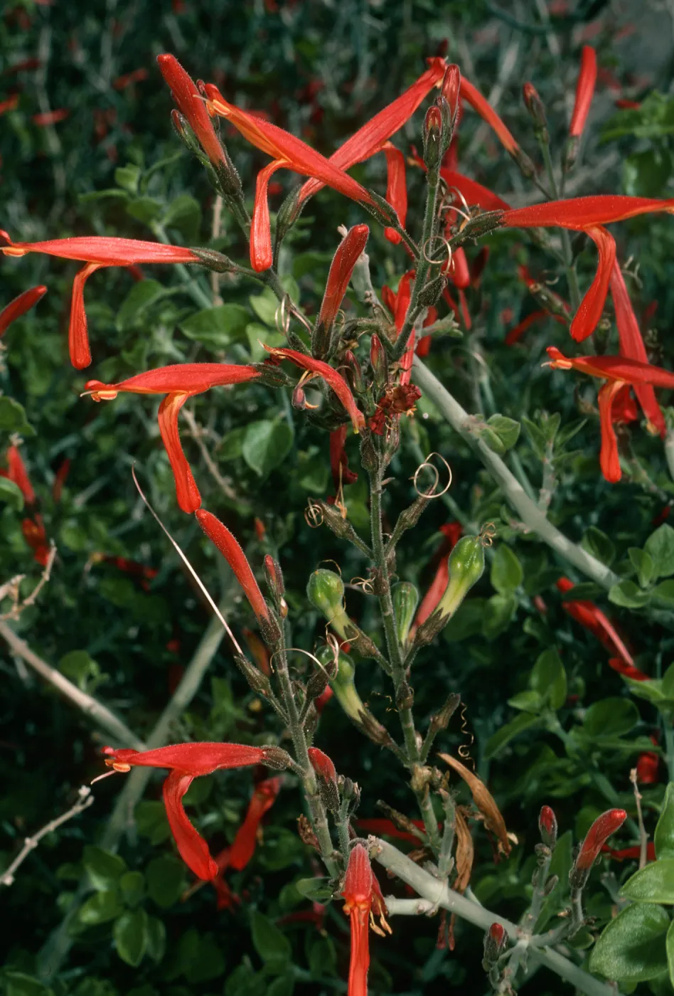 Justicia californica, Borrego Palm