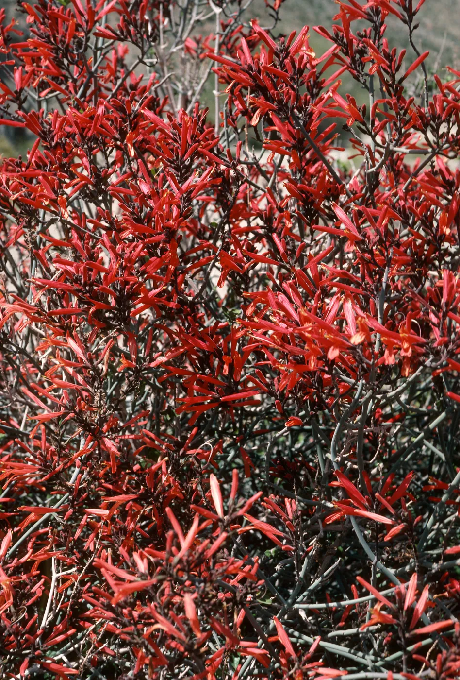 Justicia californica, Joshua Tree