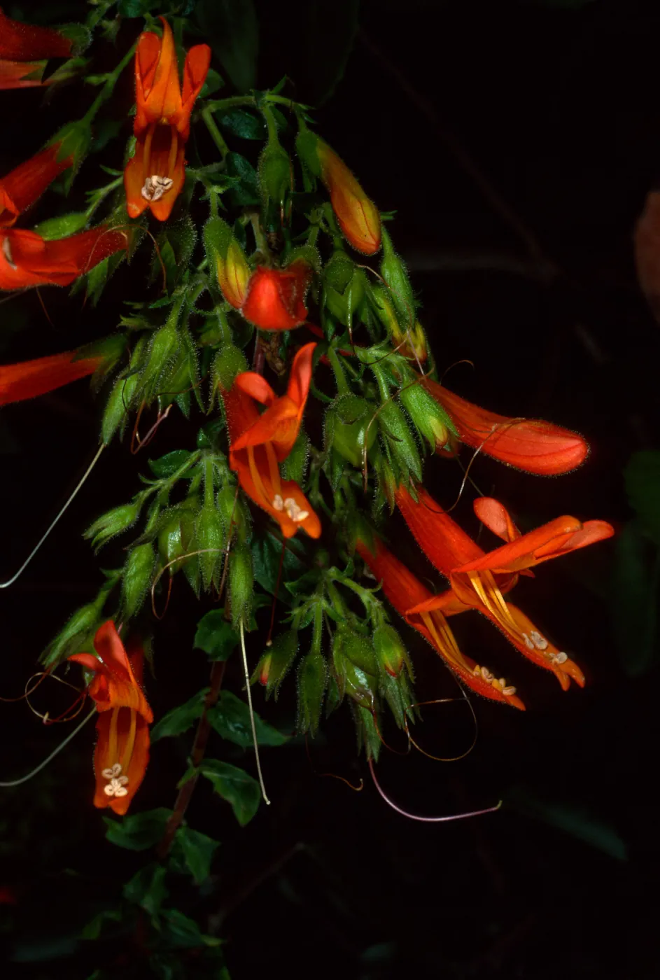 Keckiella cordifolia,SBBG