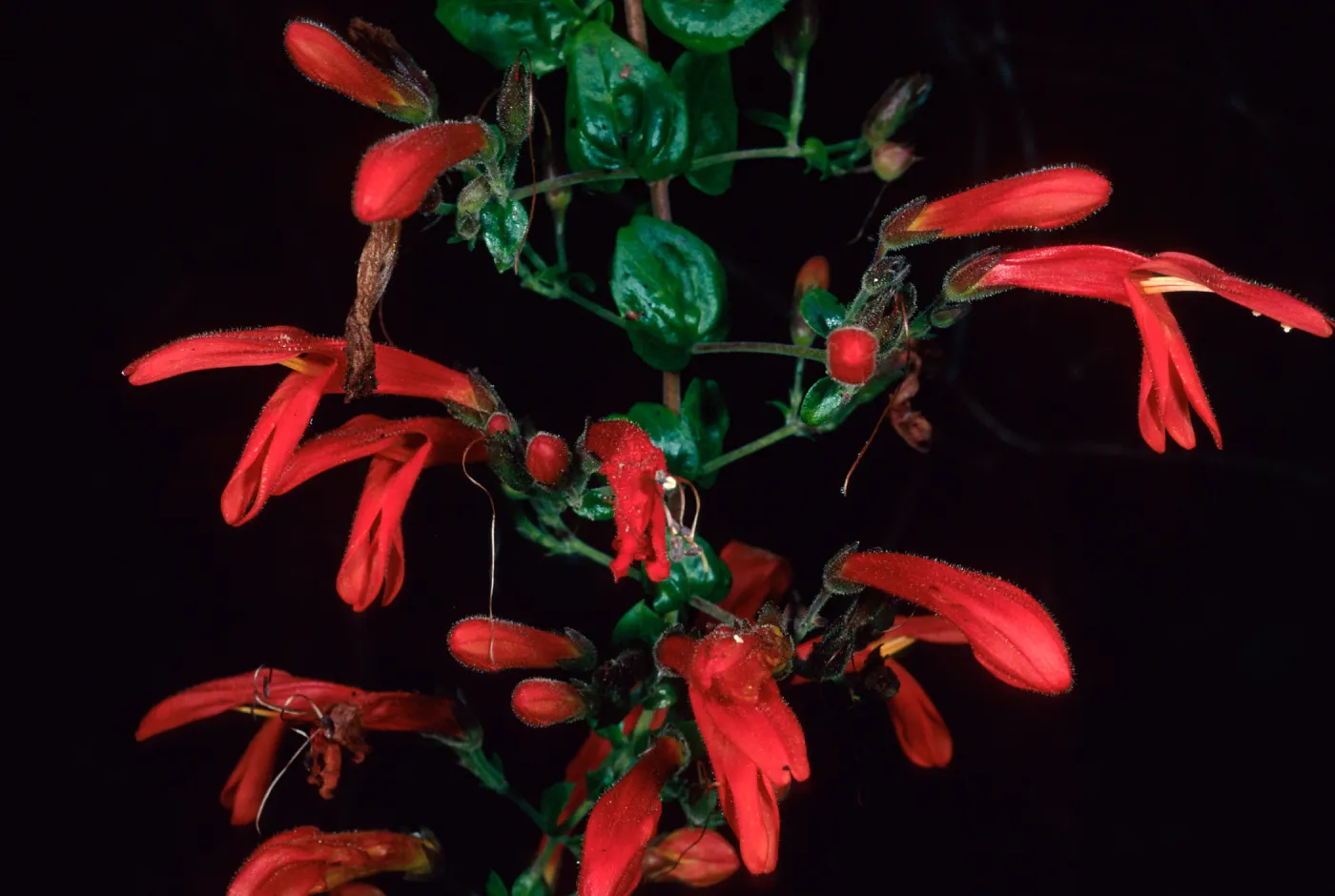Keckiella cordifolia, Avalon Cyn., Catalina Isl.