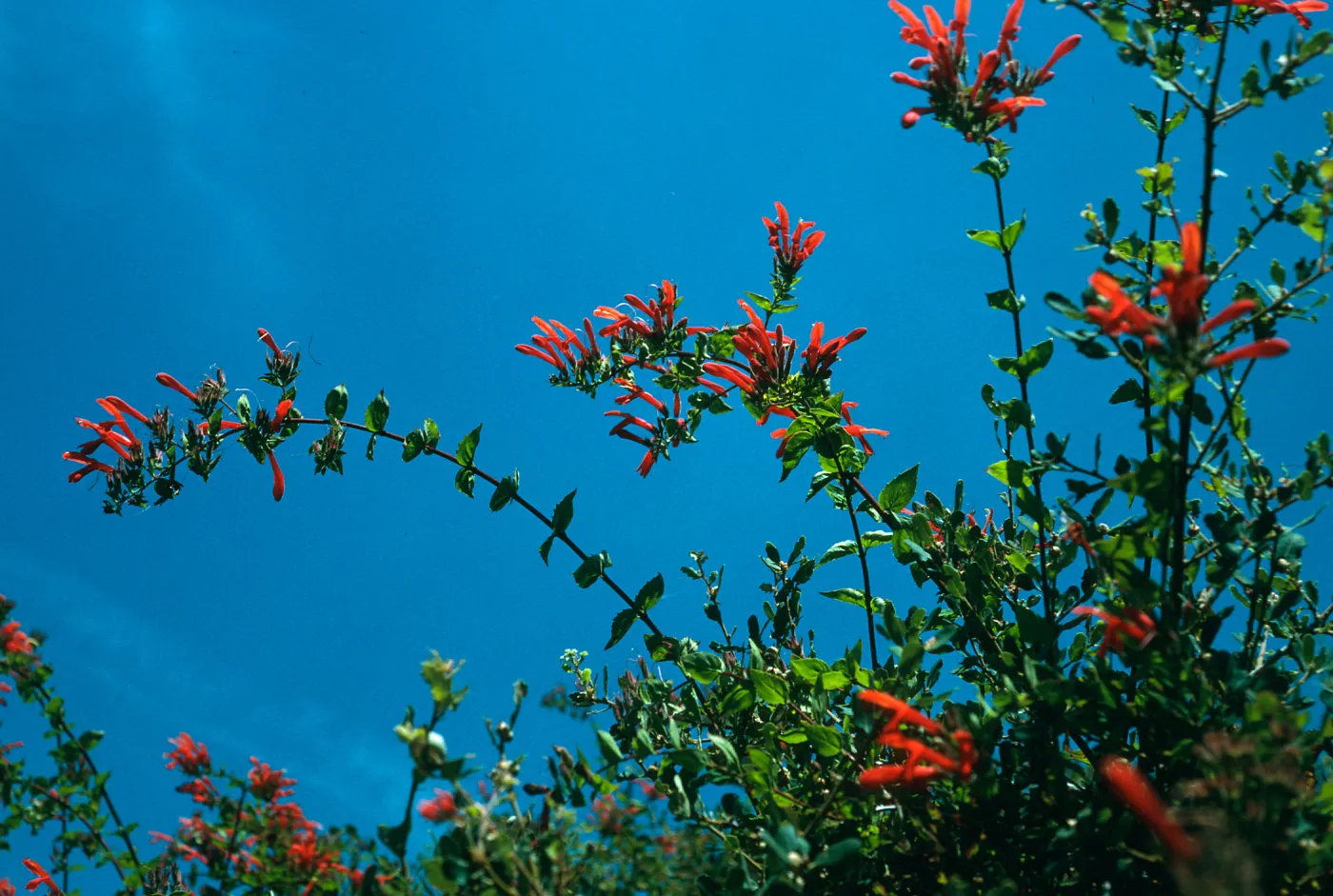 Keckiella cordifolia, upper E. for, Norqueta Cyn., S. Cruz Isl.