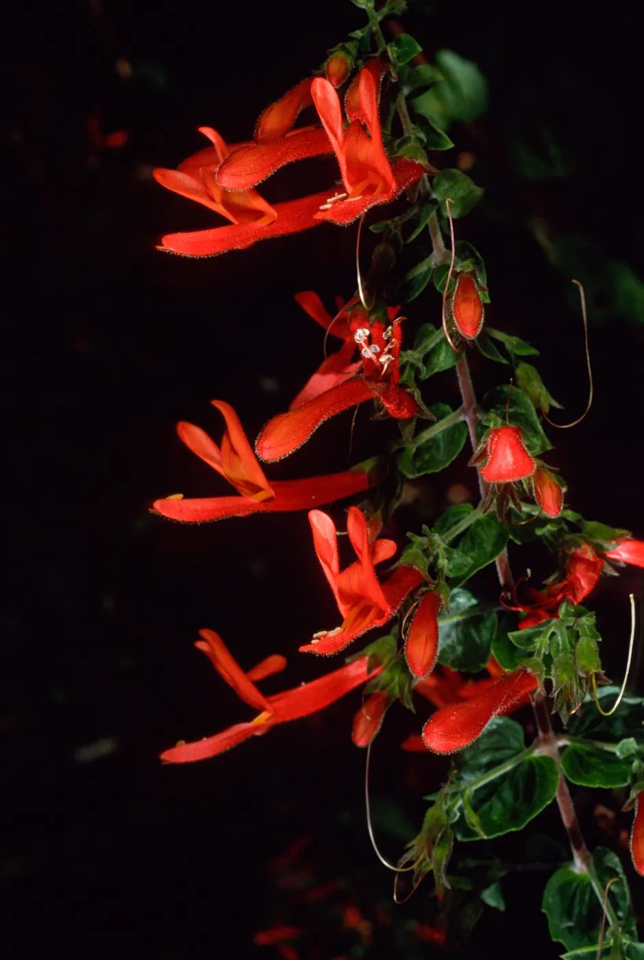 Keckiella cordifolia, SBBG