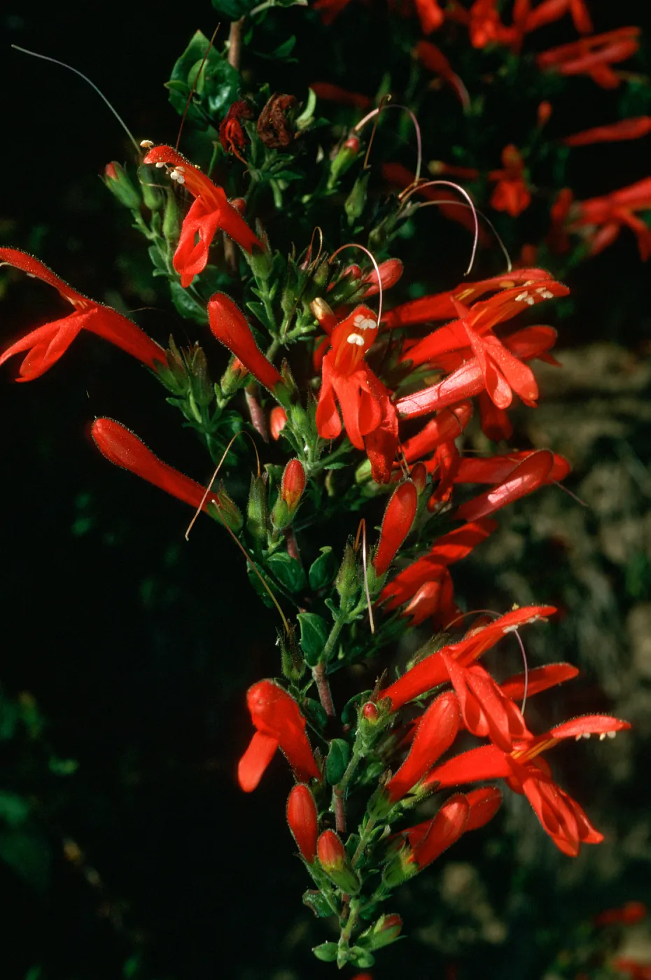 Keckiella cordifolia, Tunnel trail