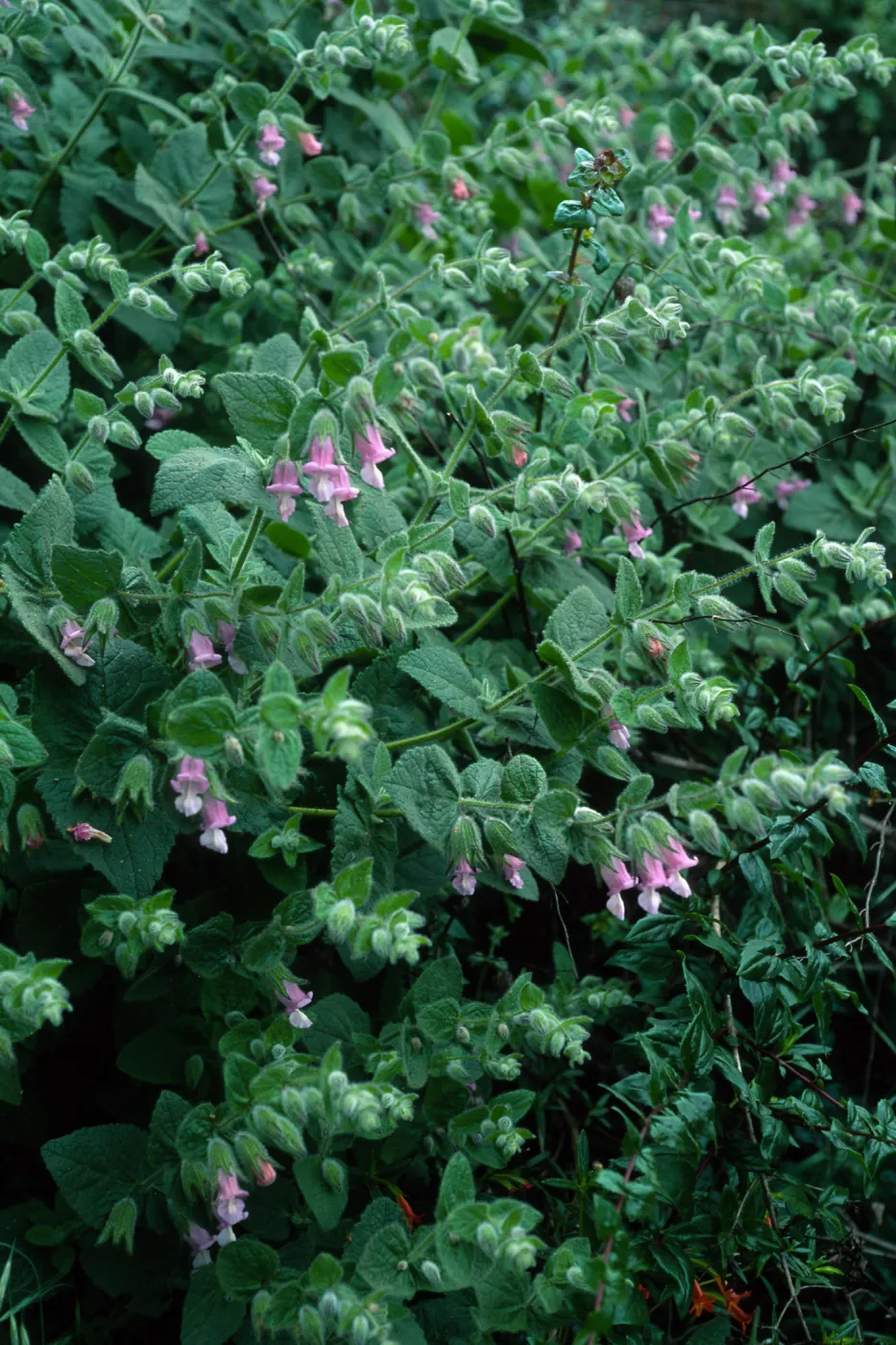 Lepechinia fragrans, Airport Rd. Catalina Isl.