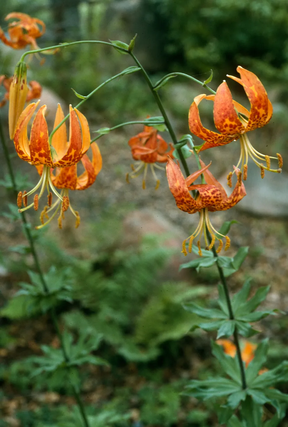 Lilium humboldti, SBBG