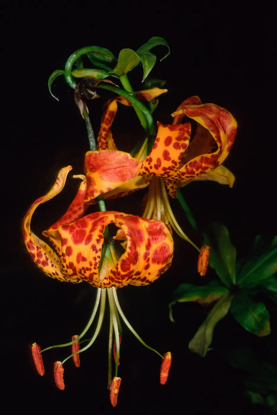 Lilium pardilinum, SBBG Arroyo