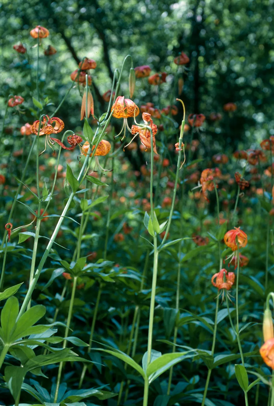 Lilium pardalinum, Sisquoc River below Lower Bear Creek Camp