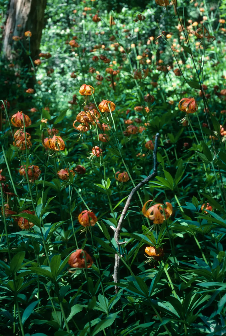 Lilium pardalinum, Sisquoc River below Lower Bear Creek Camp