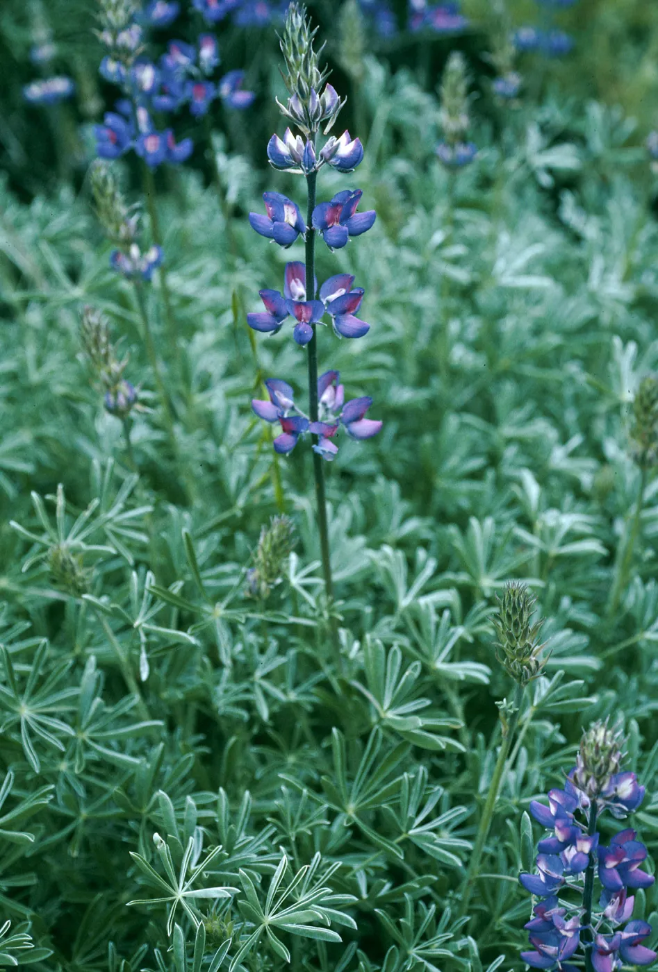 Lupinus albifrons, Centinela Grade, S. Cruz Isl.