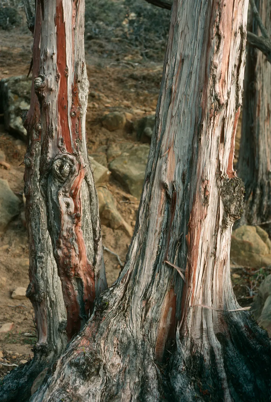 Lyonothamnus floribundus asplenifolius, canyon W. of south point ridge, W. of peak 1017, S. Rosa Isl.