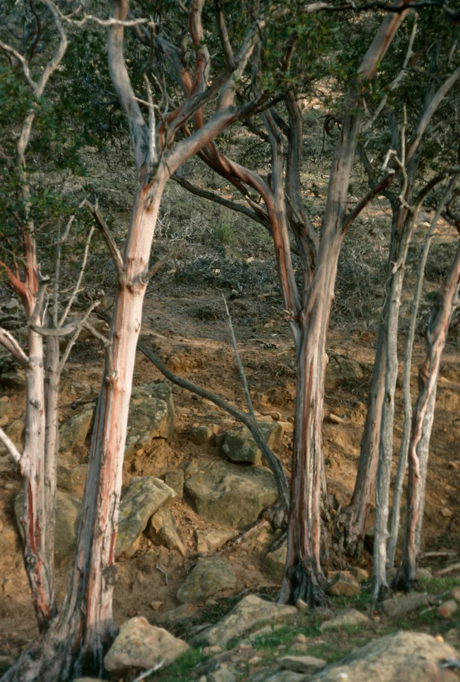 Lyonothamnus floribundus asplenifolius, canyon W. of south point ridge, W. of peak 1017, S. Rosa Isl.
