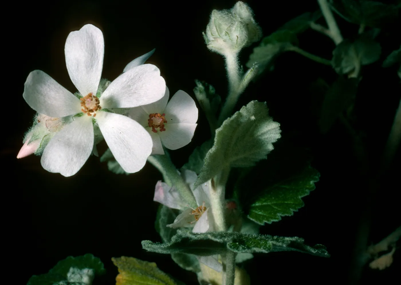 Malacothamnus clementinus, SBBG