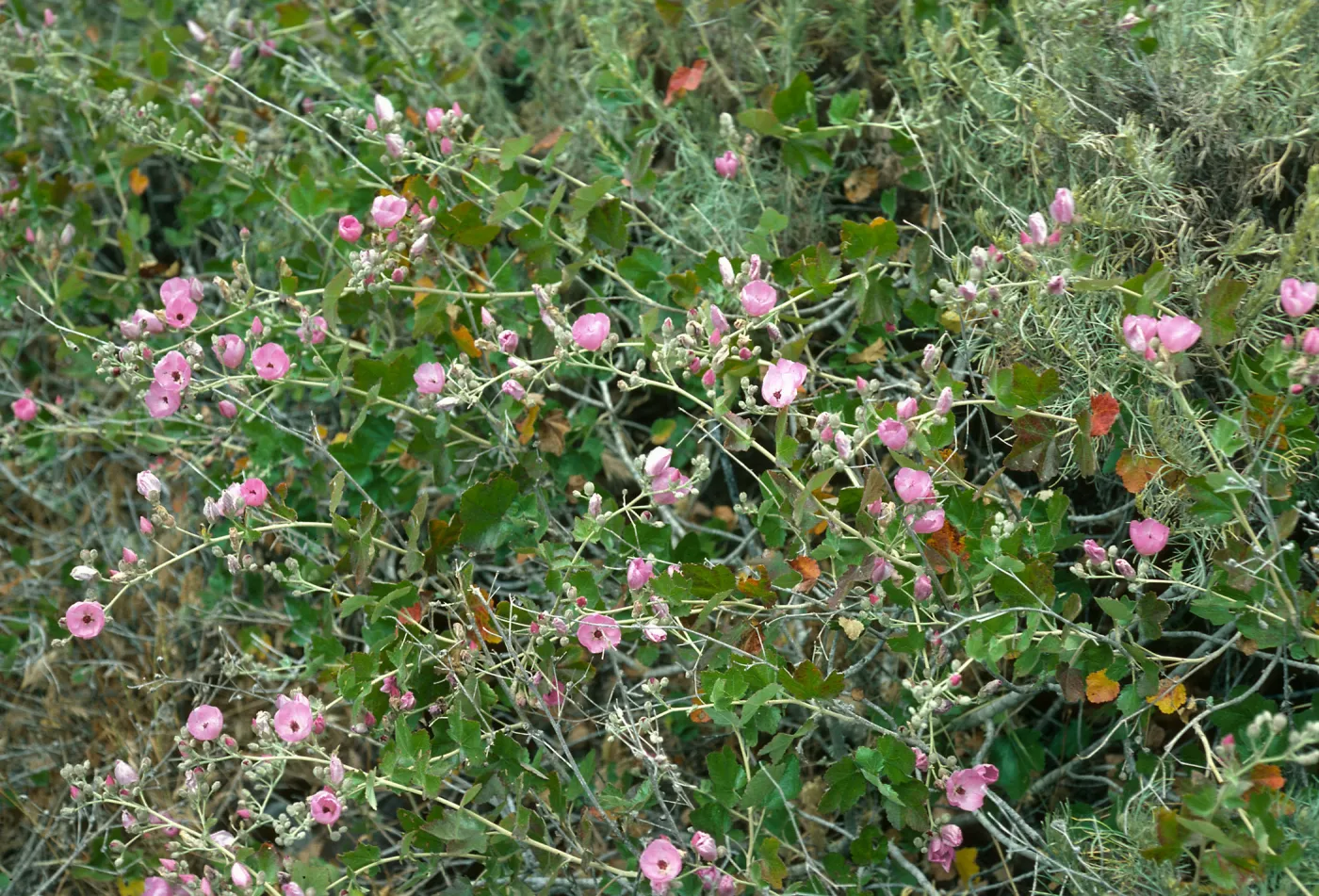 Malocothamnus fasciculatus v. nesioticus, Christy ranch outhouse, S. Cruz Isl.