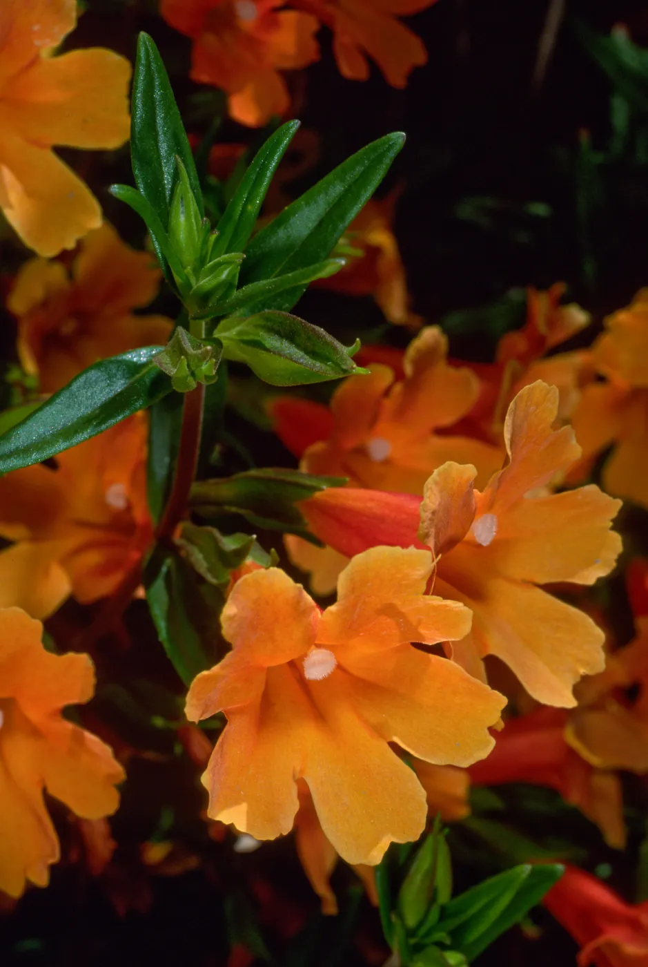 Mimulus 'Pumpkin', SBBG
