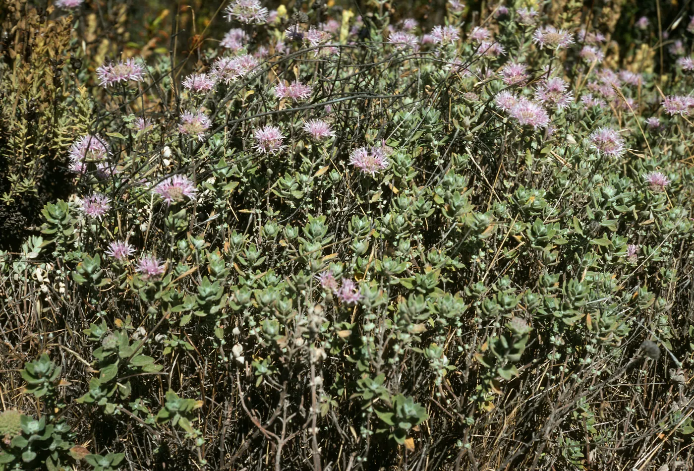 Monardella villosa obispoensis, W. Cuesta Ridge, s. Cruz Isl.