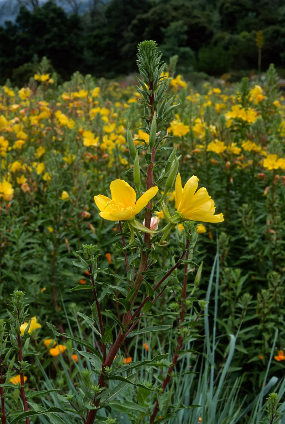 Oenothera elata, SBBG
