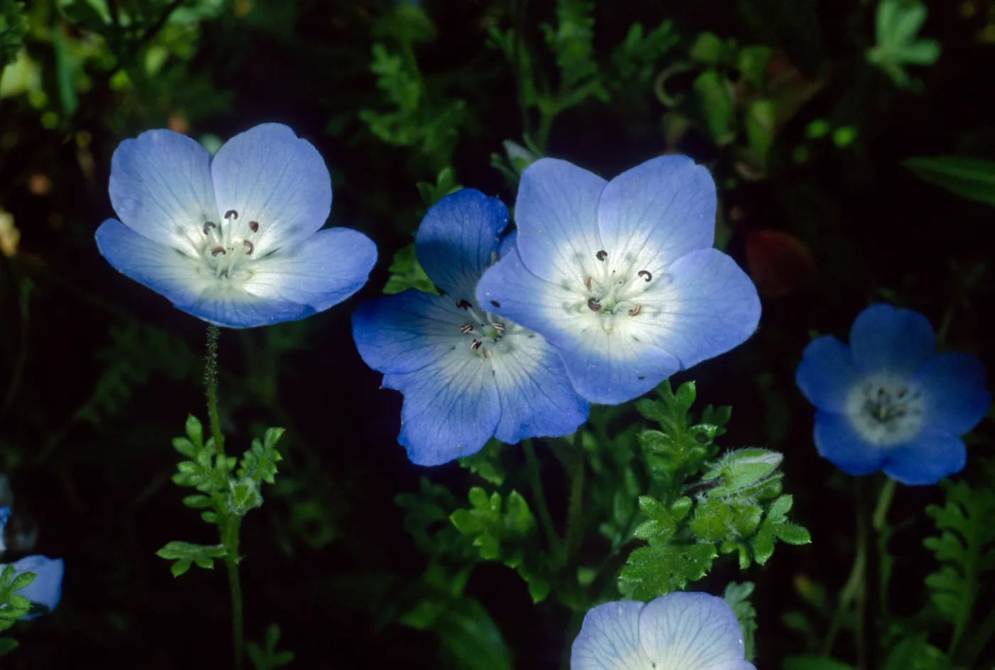 Nemophylla menziesii, SBBG