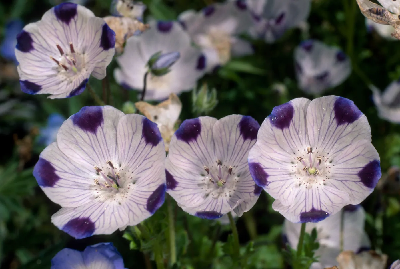 Nemophylla maculata, SBBG