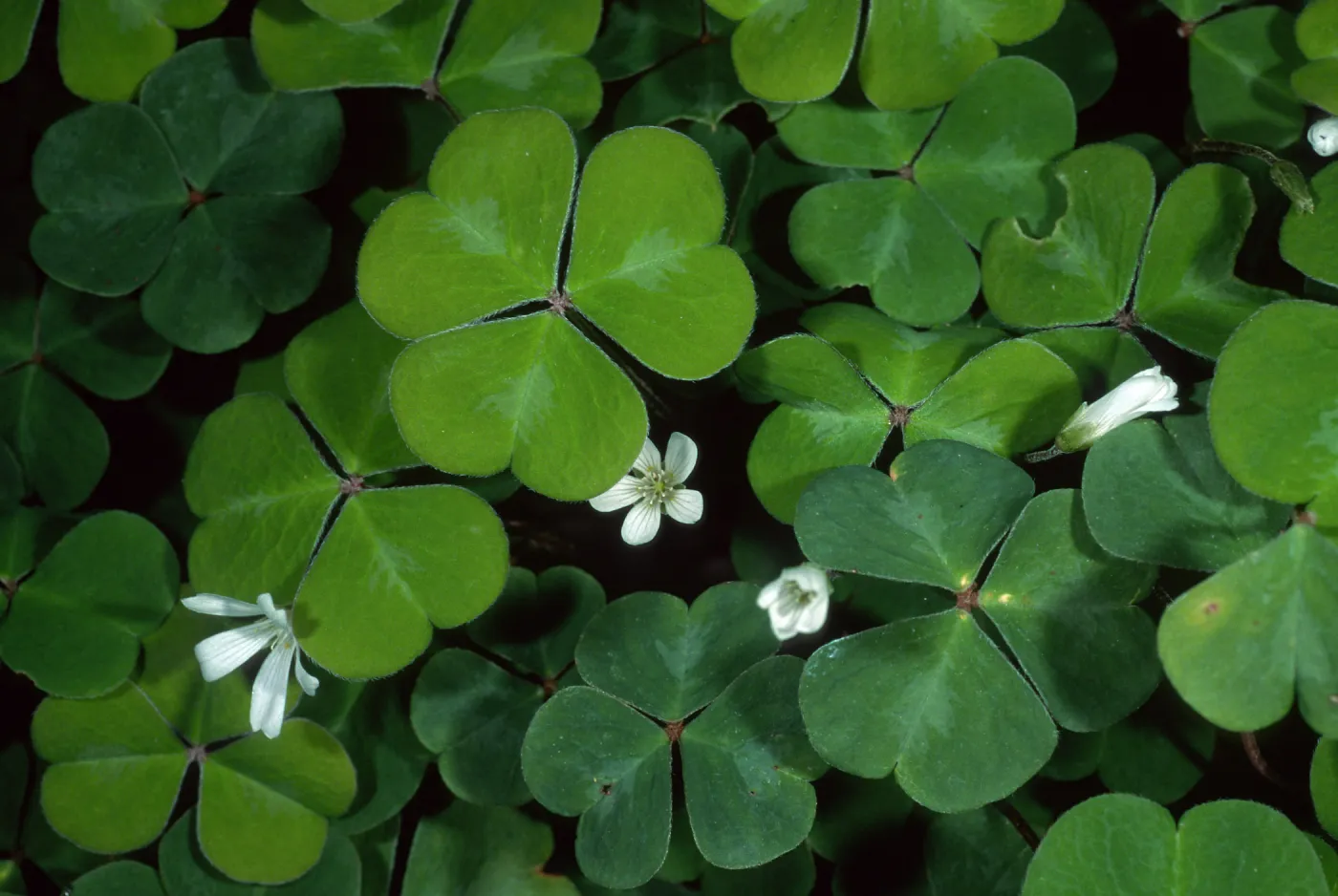 Oxalis oregana, SBBG Arroyo