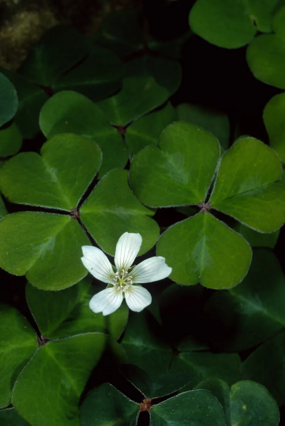 Oxalis oregana, SBBG Arroyo