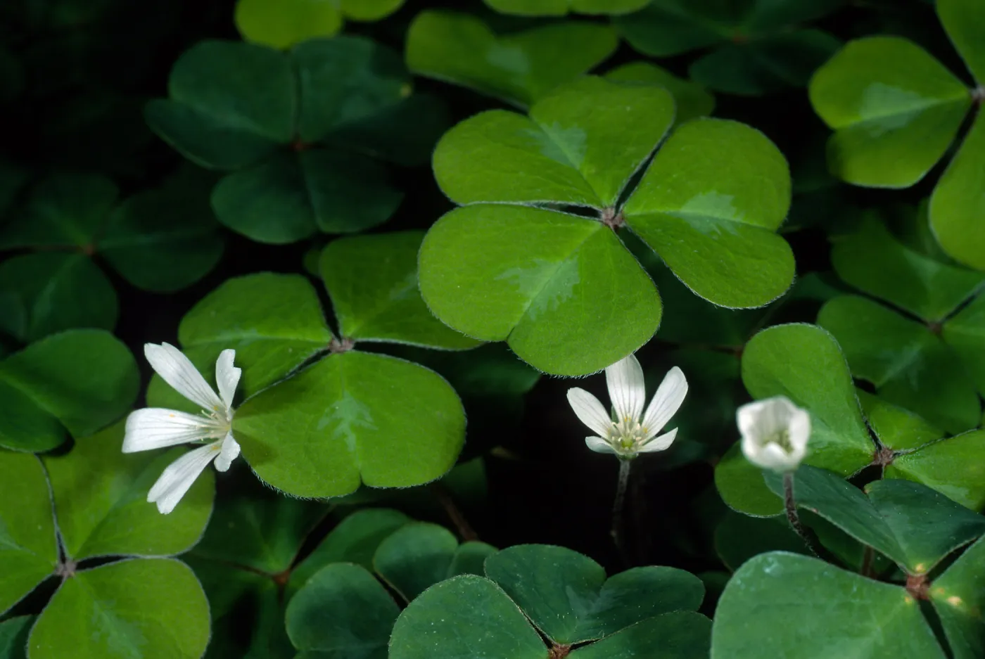 Oxalis oregana, SBBG Arroyo