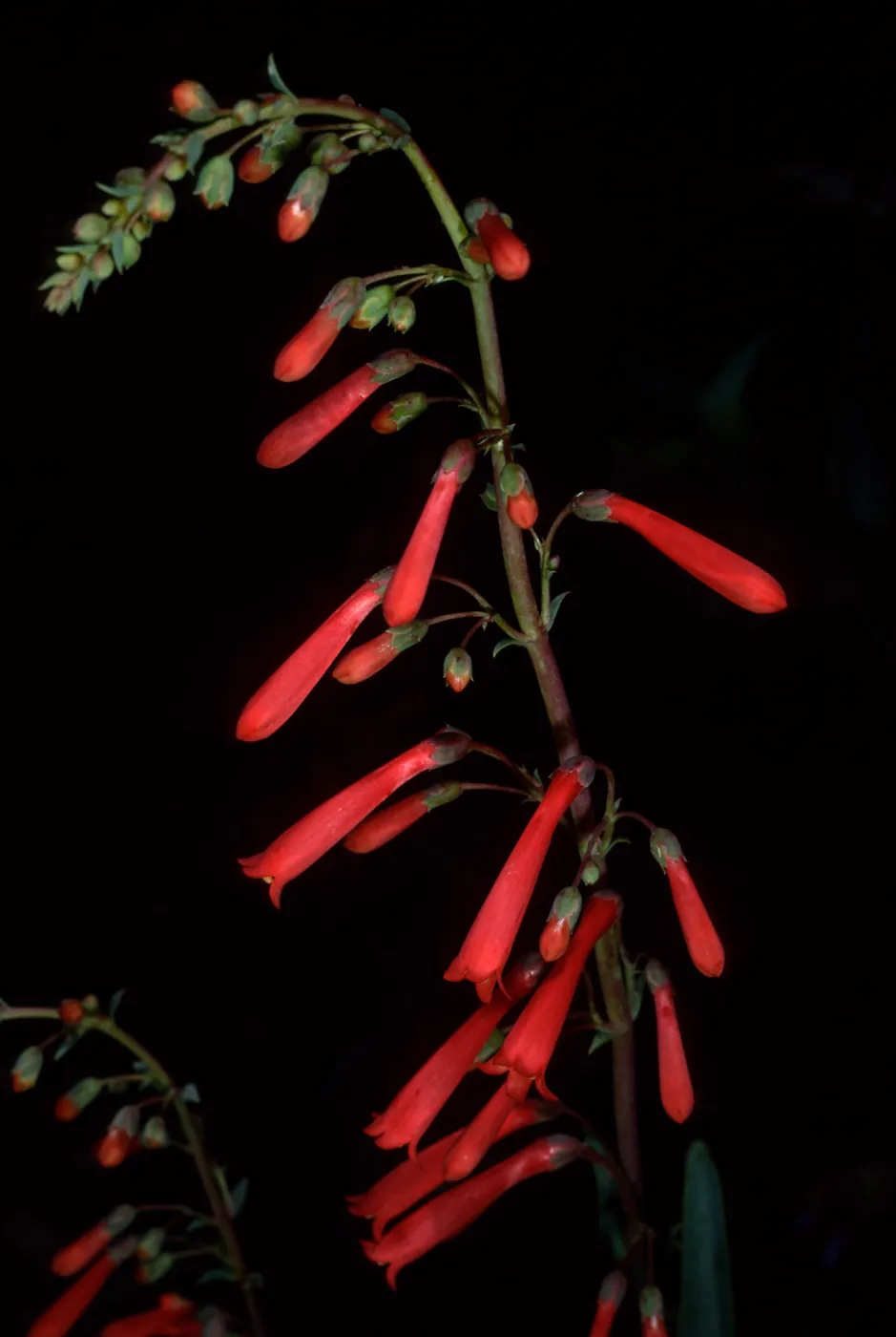 Penstemon centranthifolius, SBBG