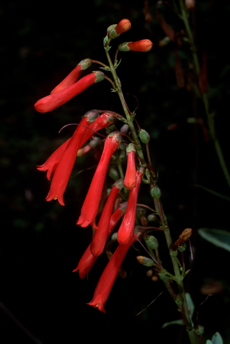 Penstemon centranthifolius, SBBG