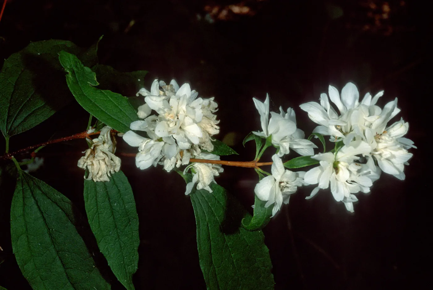Phidelphus lewisii, SBBG Arroyo