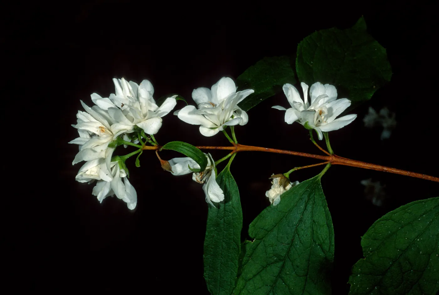 Phidelphus lewisii, SBBG Arroyo