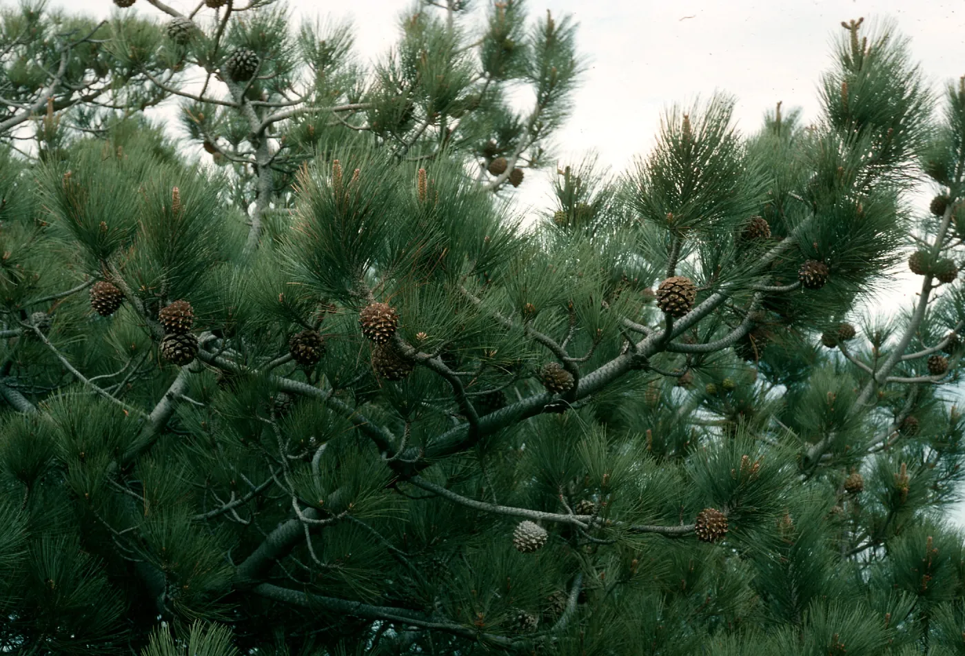 Pinus torreyana, S. Rosa Isl.