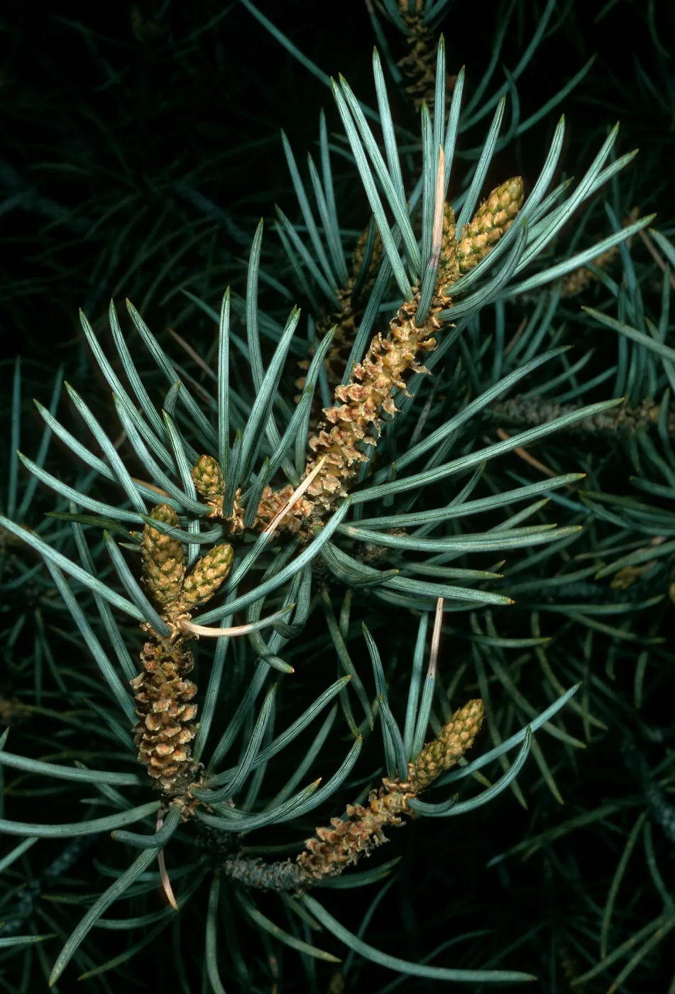 Pinus monophylla, S. of Saline Valley