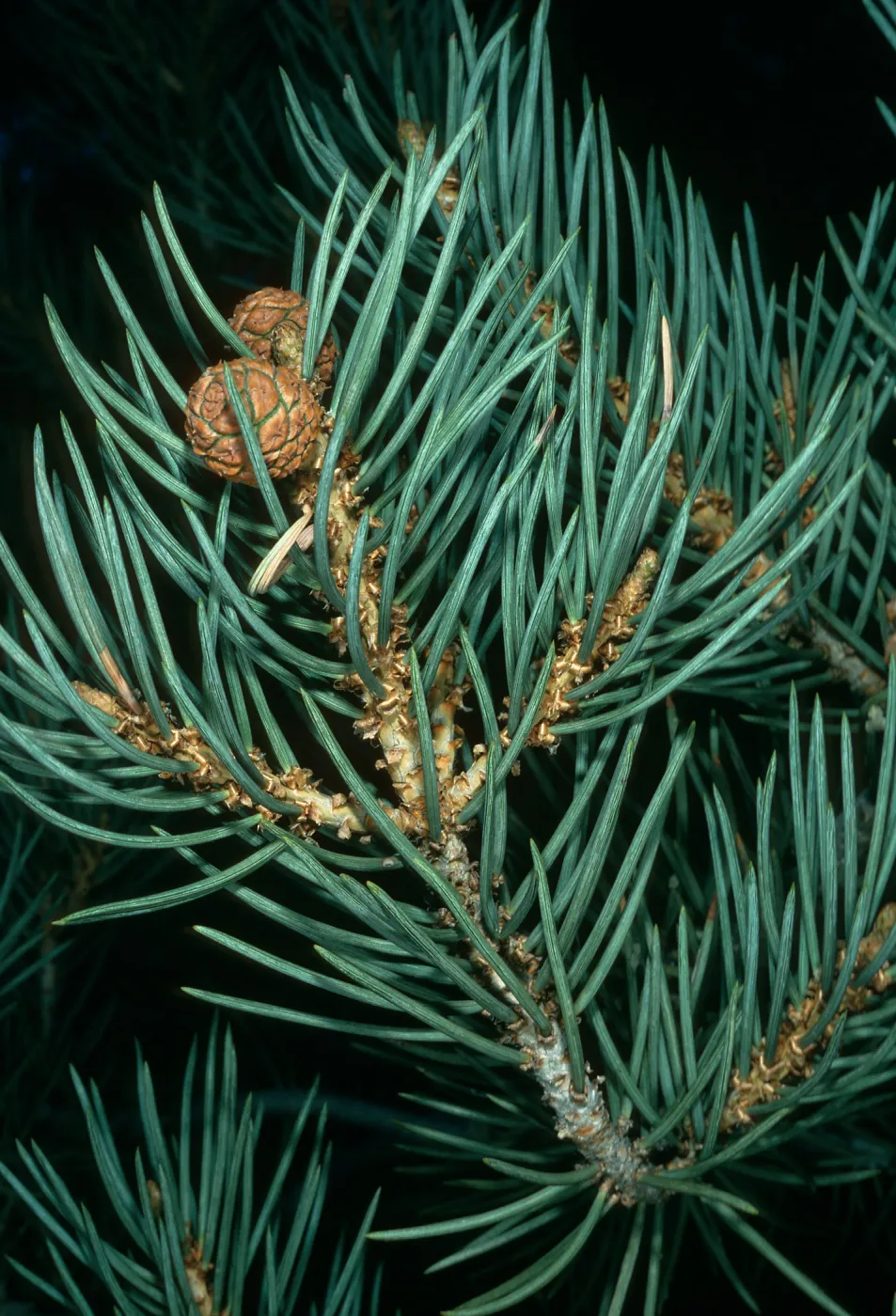 Pinus monophylla, S. of Saline Valley