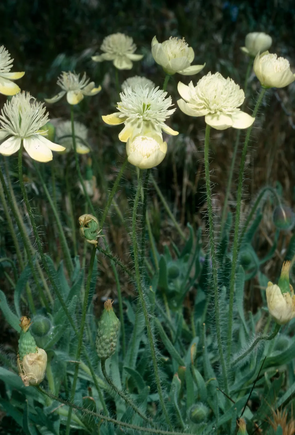 Platystemon californicus, Gorman Hills