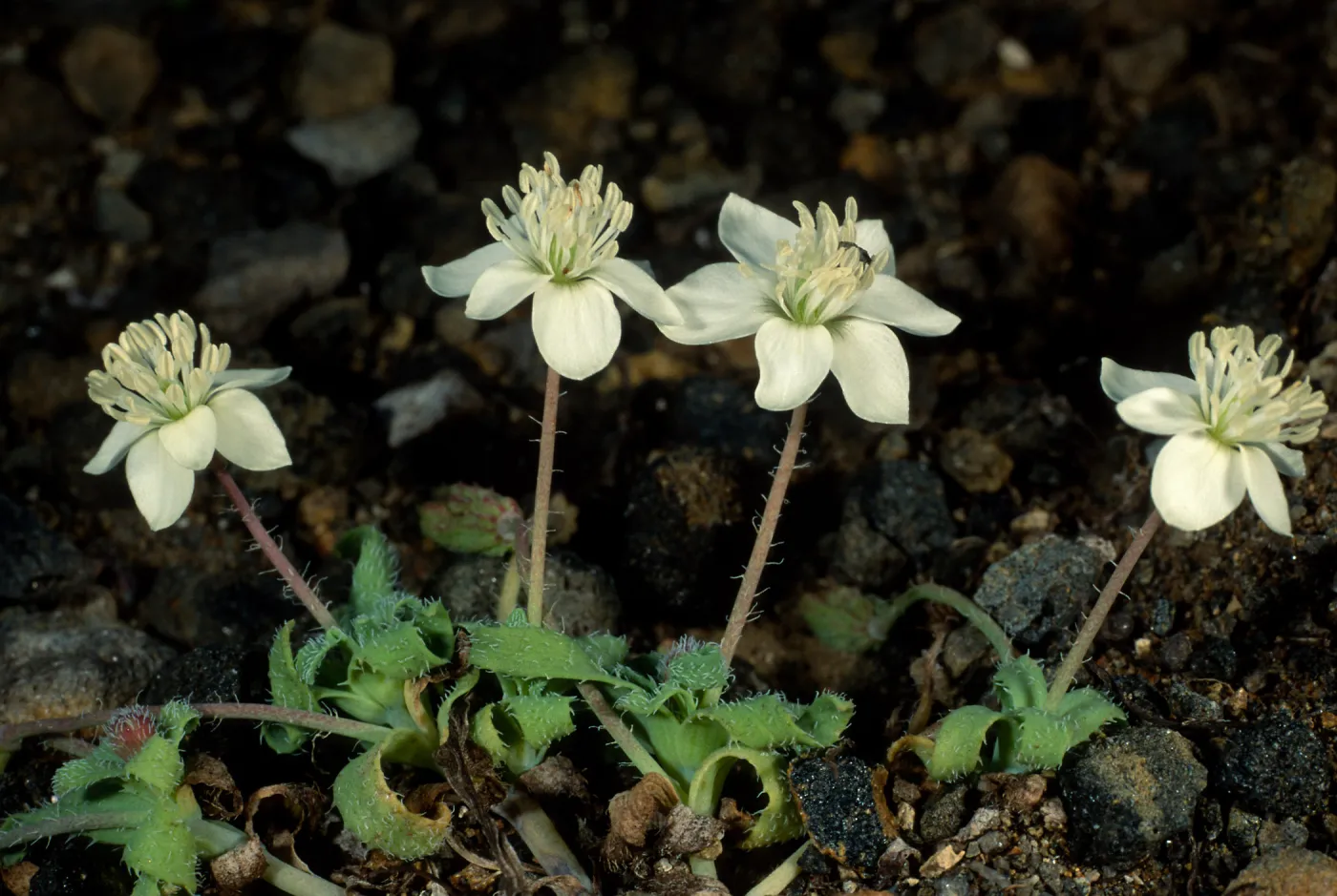 Platystemon califonicus, Cliff Cyn. S. Barbara Isl.