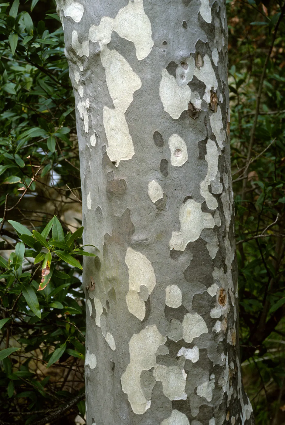 Platanus racemose, Tunnel Trail